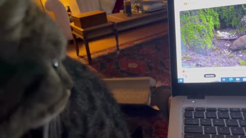 February 3, 2025 - Monday TV Time for Belle Bells the Cat