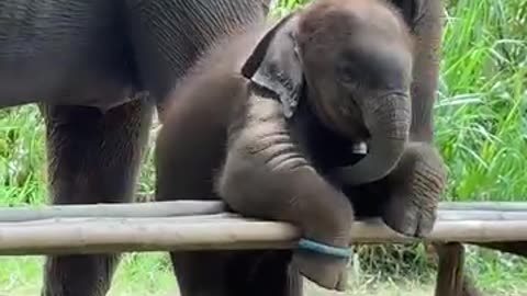 Elephant kids funny