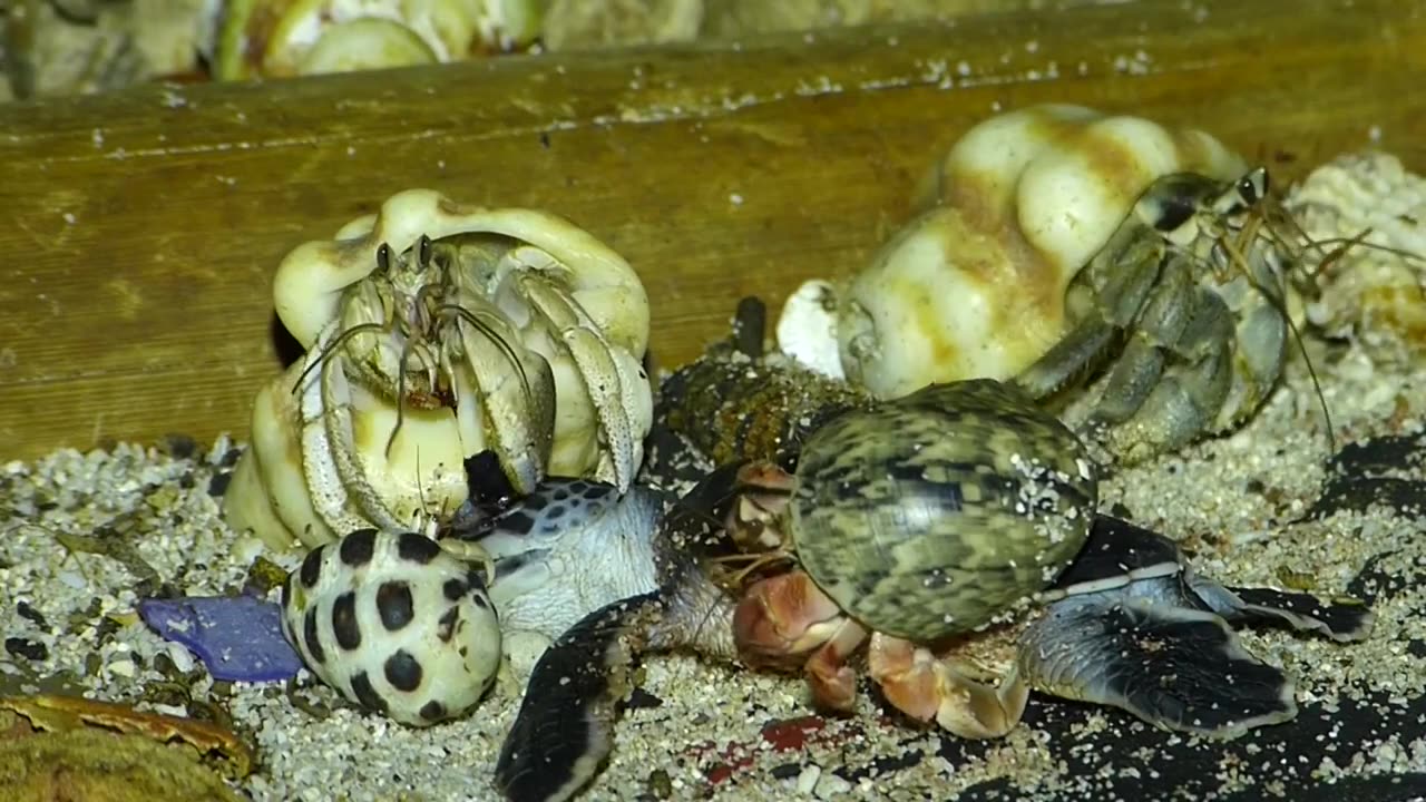 Shoreline Feast: Hermit Crabs Devour Baby Sea Turtle🦀🐢