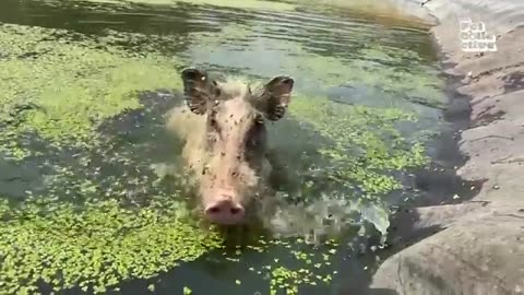Hilarious Animal Videos to Make You Laugh Funny Dog Cat Videos
