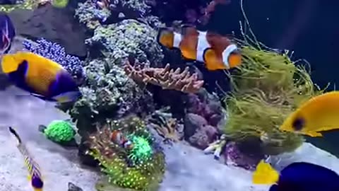 Just somes BEAUTIFUL fish in the reef tank!