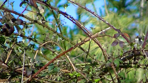 IECV NV #767 - House Sparrows In The Sticker Bushes 3-30-2019