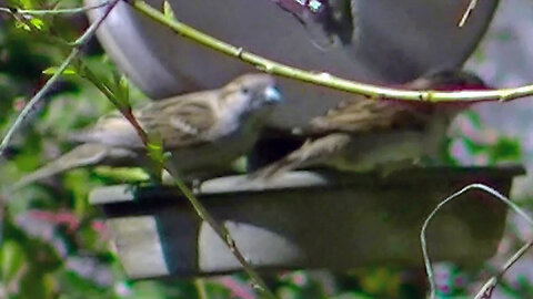 IECV NV #797 - House Sparrows At The Hummingbird Feeder 4-4-2019