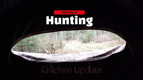 Half day Hunting | Chicken Update