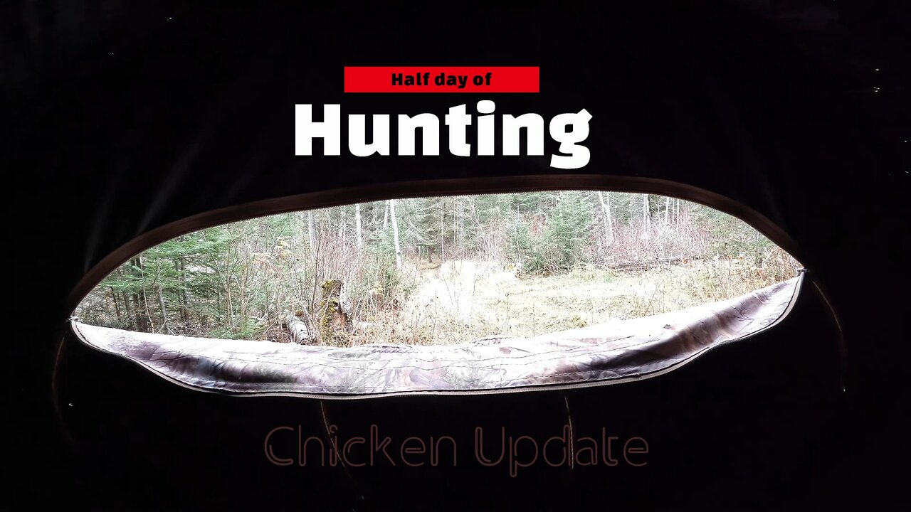 Half day Hunting | Chicken Update