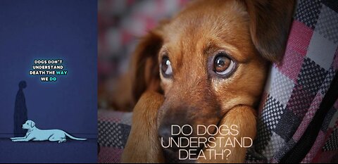 DO DOGS UNDERSTAND DEATH
