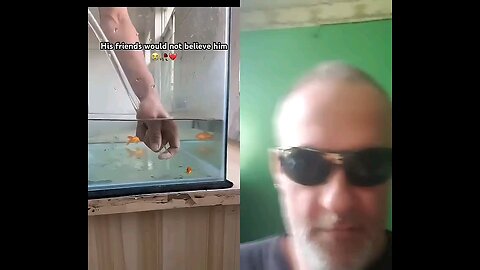 Stay in School Stupid : Goldfish Olympics