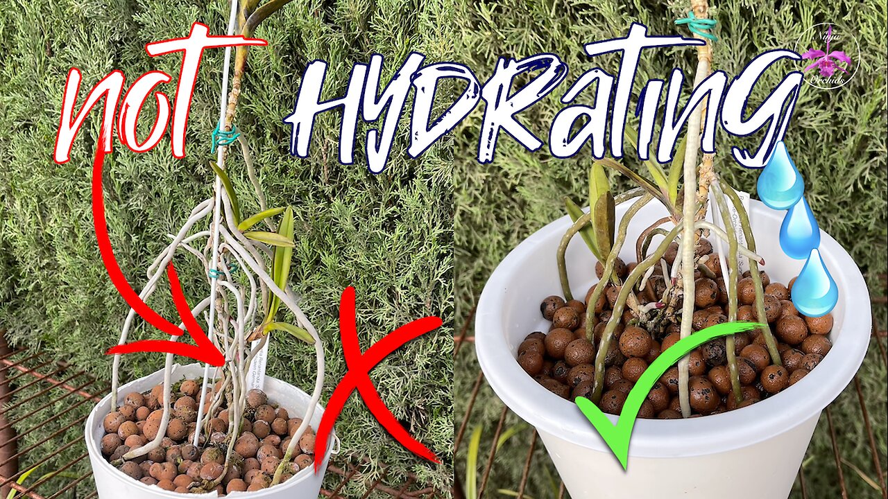 How I hope to Improve Hydration for Vandaceous Orchid by Potting Up Aerial Roots #ninjaorchids