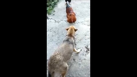 Funny Dog fighting 2025
