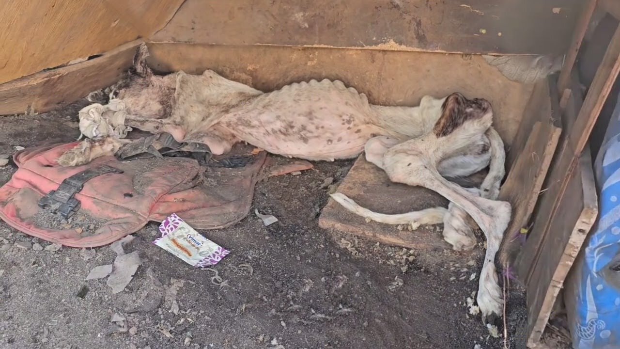 She Was Thrown Away and Frozen… But Fate Had One More Miracle for Her 🐺❄️ | Emotional Rescue Story