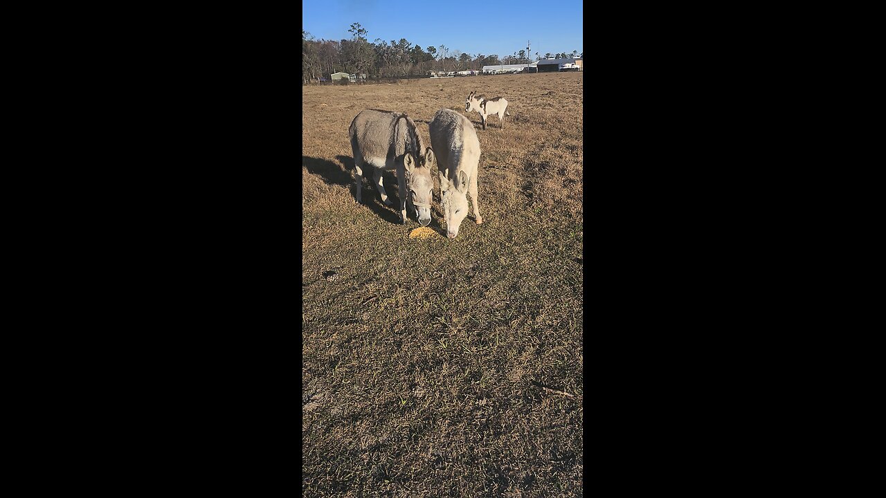 Donkeys are awesome Feeding the donkeys