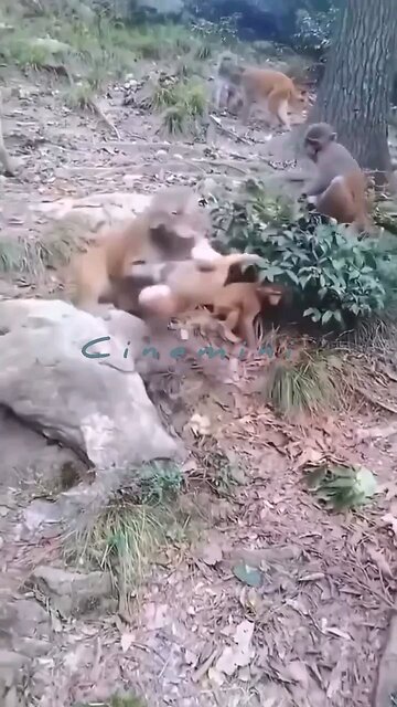 live indiana wildlife sanctuary