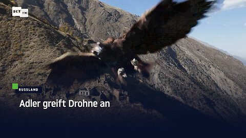 Adler greift Drohne an