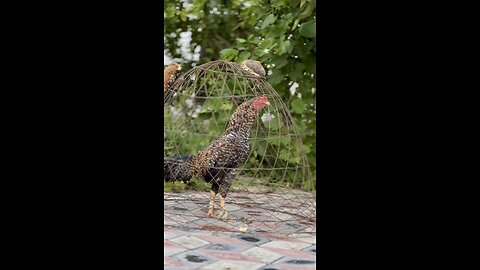 Rooster