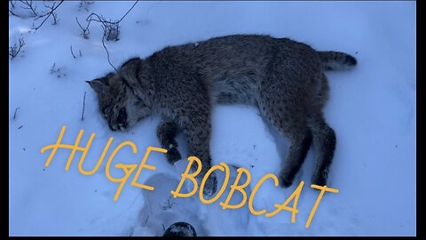 Bobcat and fox snaring- HUGE BOBCAT!!