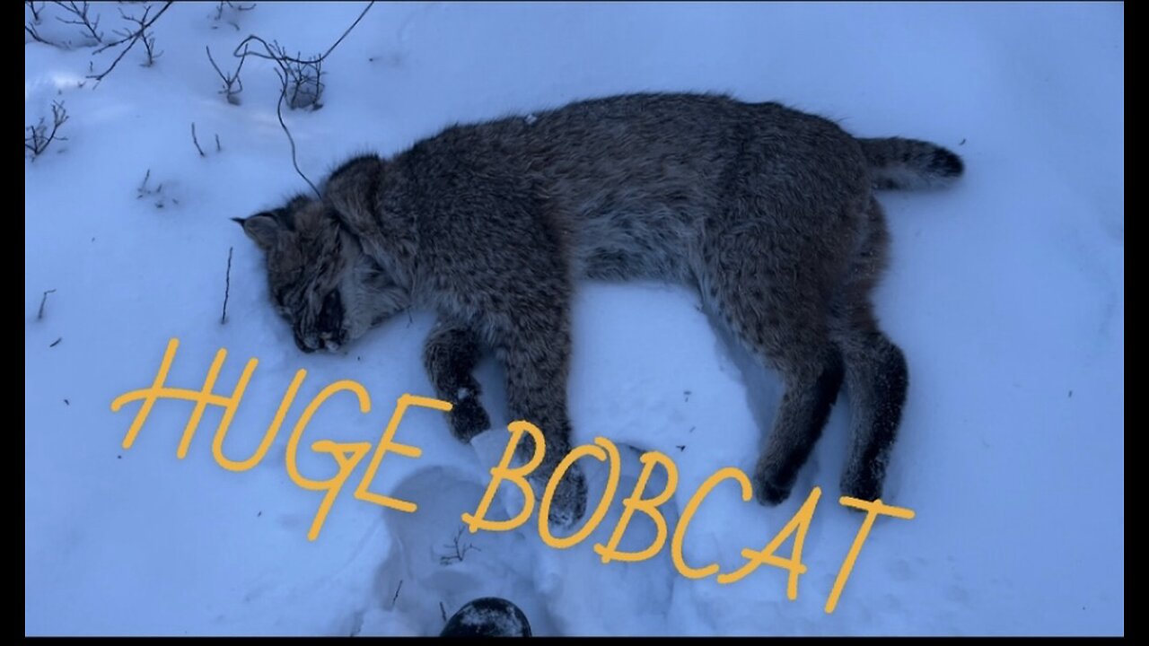 Bobcat and fox snaring- HUGE BOBCAT!!