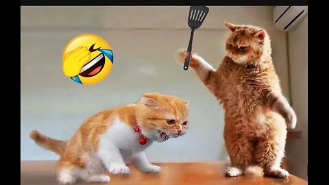 funny cat video