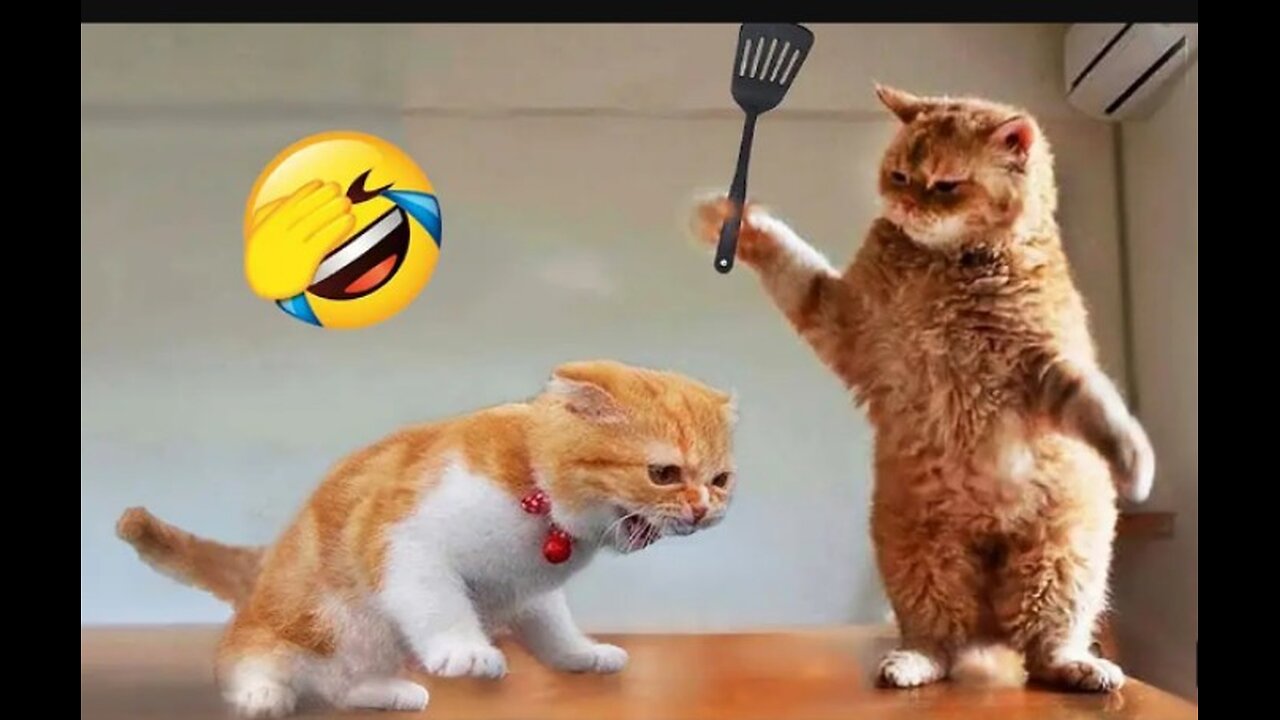 funny cat video