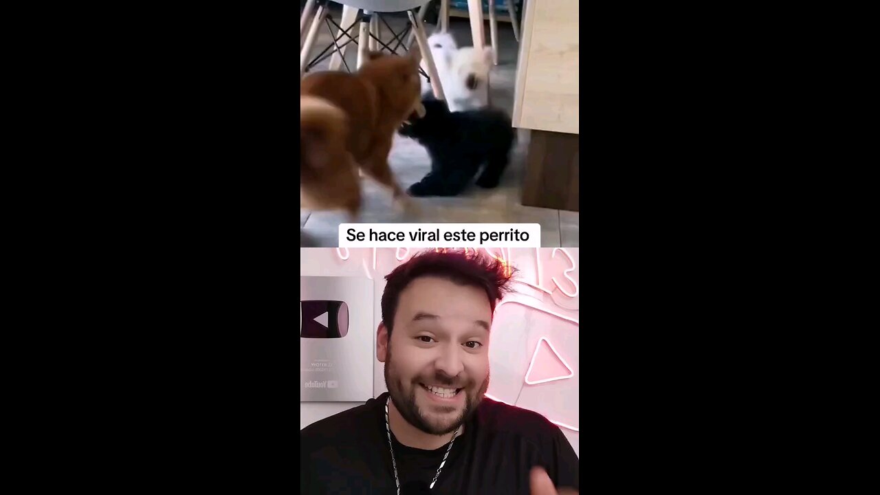 Perrito se hace viral por defender a su hermanito 🥰