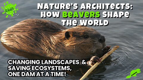 Nature’s Architects: How Beavers Change the World!