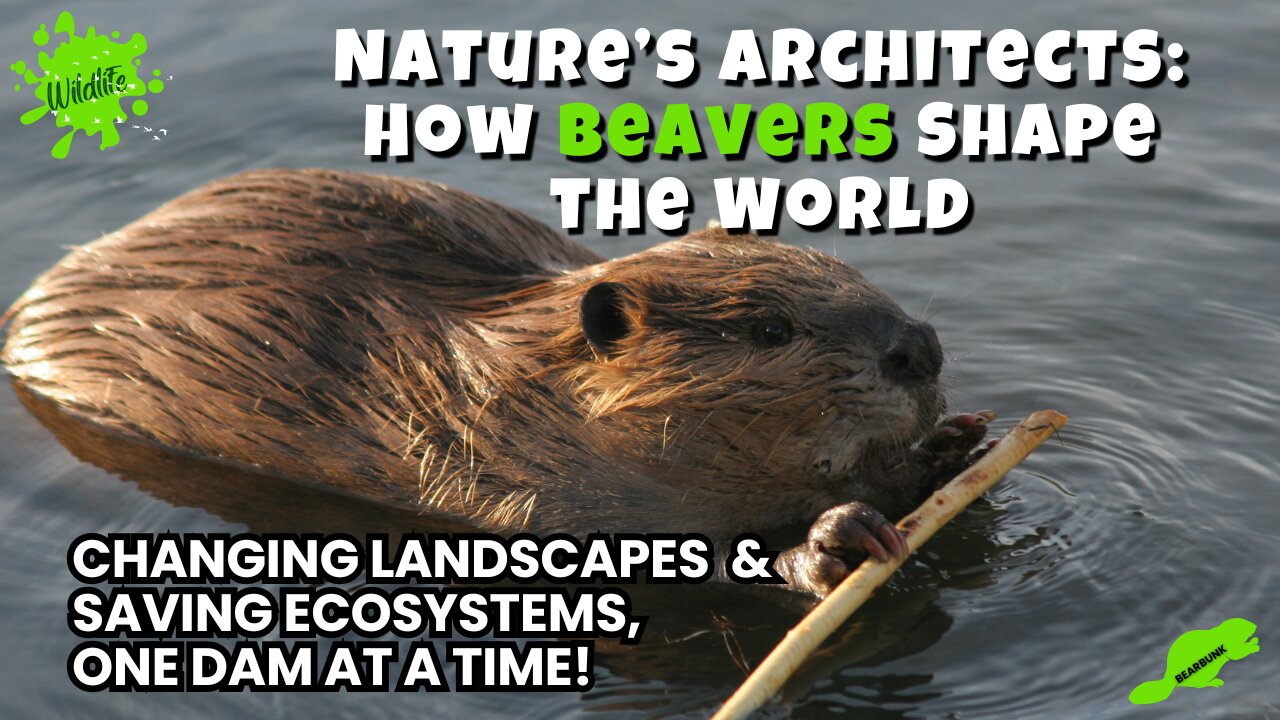 Nature’s Architects: How Beavers Change the World!