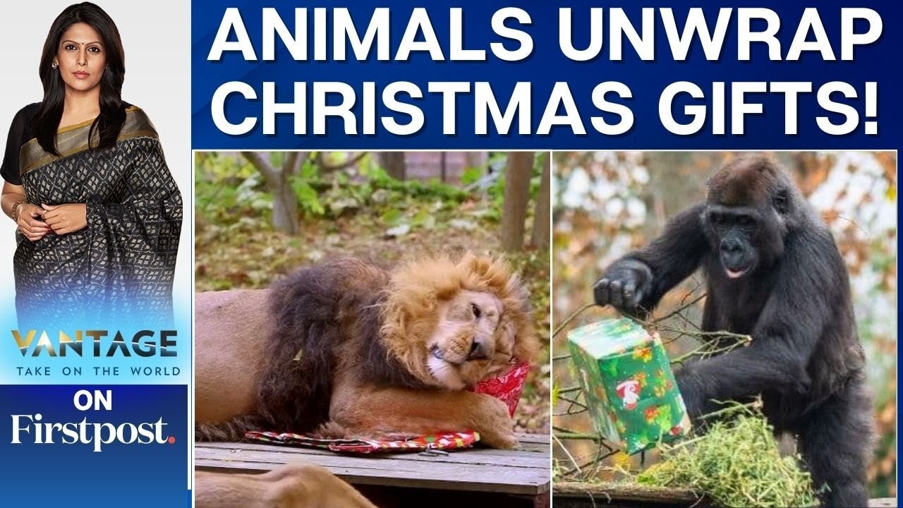 Rome's Bioparco Zoo Gives Christmas Gifts to Animals | Vantage with Palki Sharma