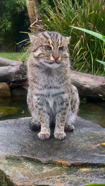 Fishing cat, spotted cat or weir cat. Fishing cat, spotted cat or weir cat.
