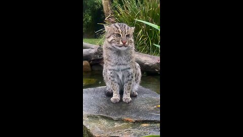 Fishing cat, spotted cat or weir cat. Fishing cat, spotted cat or weir cat.