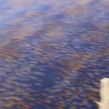 Derpycon 2022 video 2