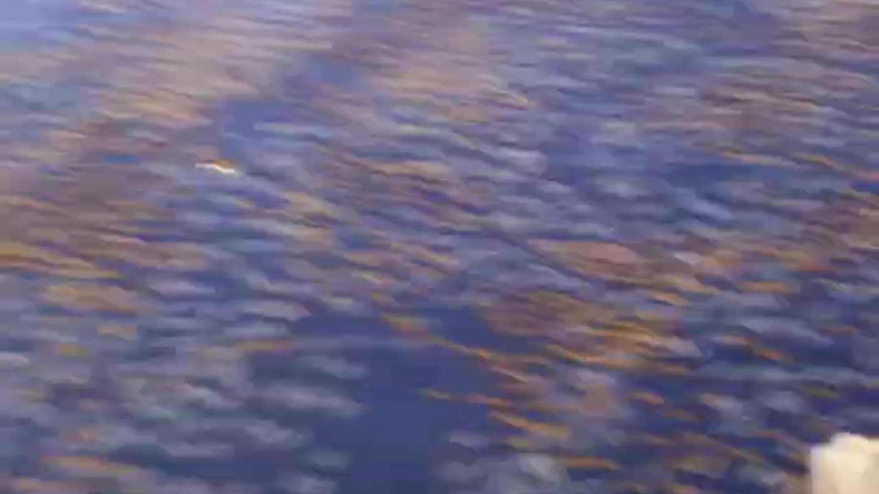 Derpycon 2022 video 2