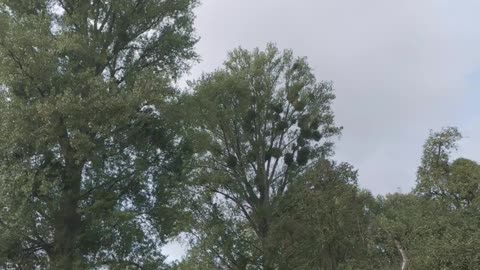 😂🐦 Urderbacher Kämpe – Düsseldorf: Animals Galore! | FunFM