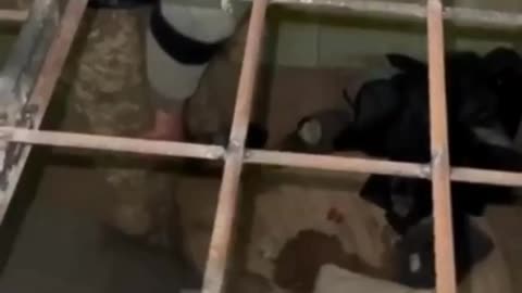 This is how the crests treat their buried brothers-in-arms. NiRabs, what the hell?