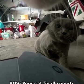 Your cat Finally meets a tough oponent