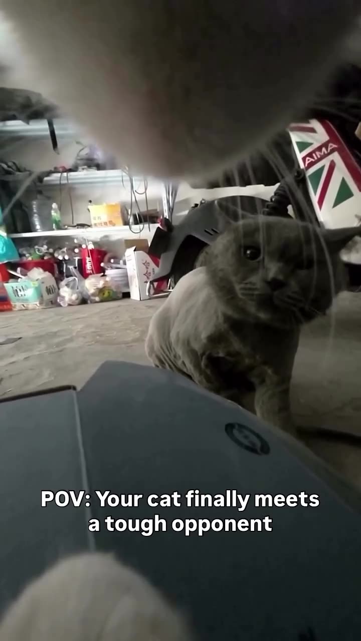 Your cat Finally meets a tough oponent