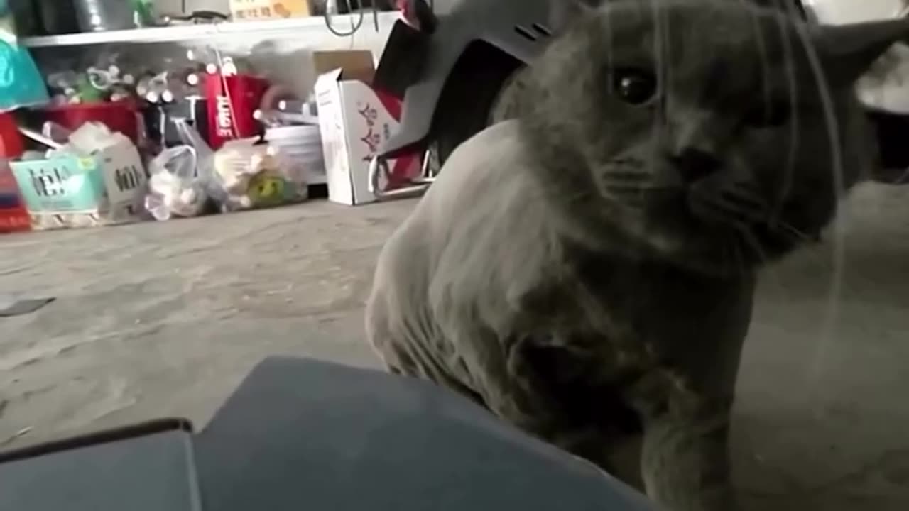 Your cat Finally meets a tough oponent