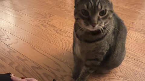 Cat Politely Asks For More Pets