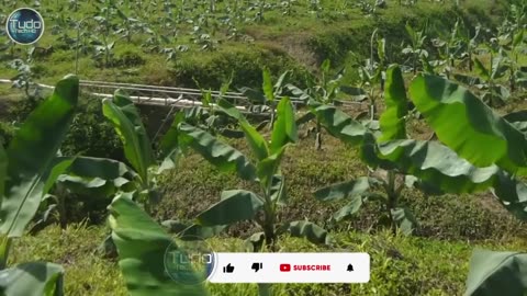 Bananas Plant to Market