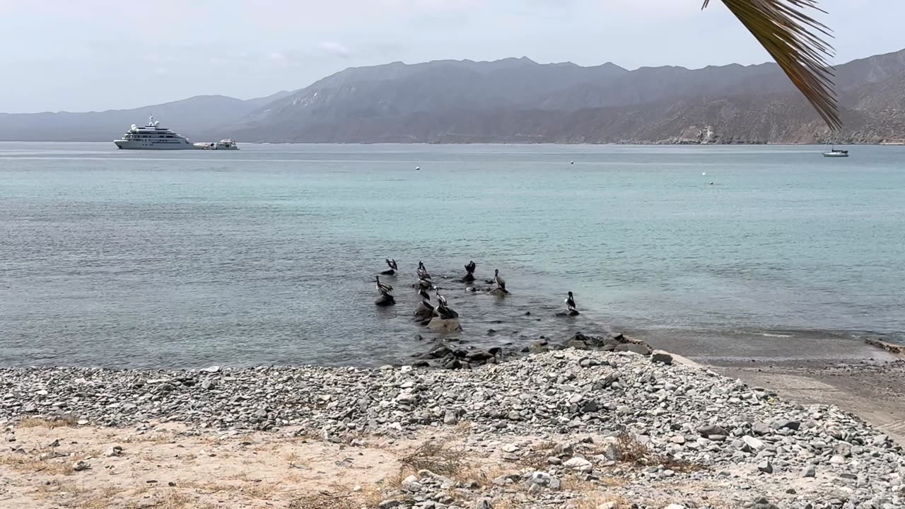 Consciousness and Chaos Unpacking the Influence of Thoughts on Water