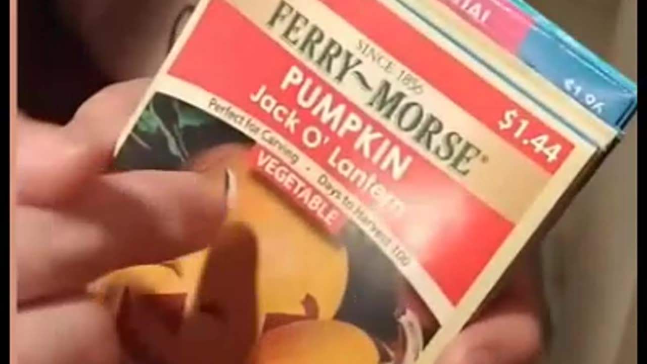 🎃 Jack O Latern 🎃 Seeds 😂