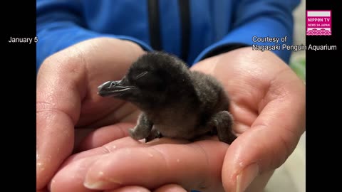 Little penguin babies brooded naturally for first time at Nagasaki aquarium