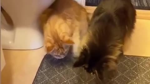 Funny Cats