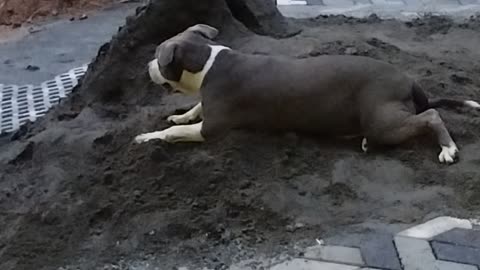 No matter how big she gets, she always love to play in the sand like a little kid