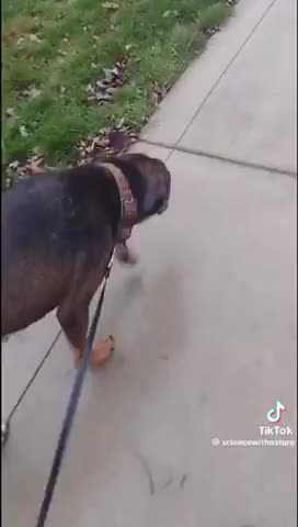 Are Your Pets Acting Weird?