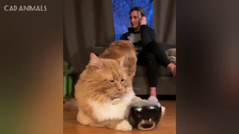 Funniest video compilation - Unpredictable Cats