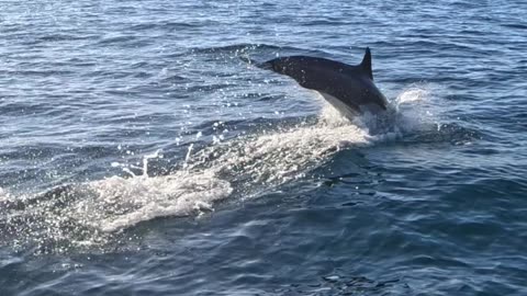 Dolphin Jumps Out of the Water Near Paddleboarder