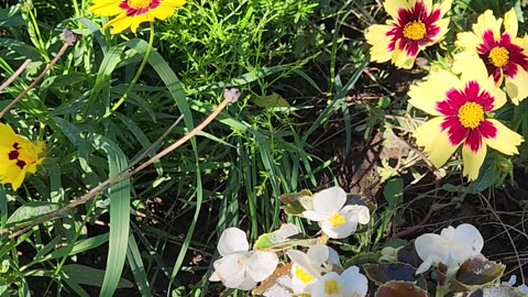 Dueling Boutique Coreopsis: