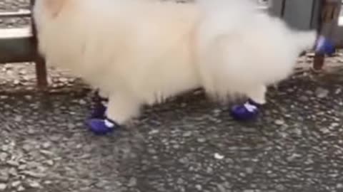 Funny Animals 2025Funny Cats and Dogs Video part14