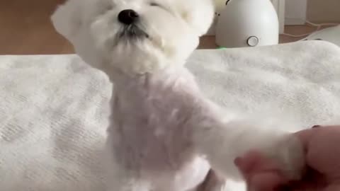 2024 Best Funny Cats and Dogs – Must-See Pet Moments