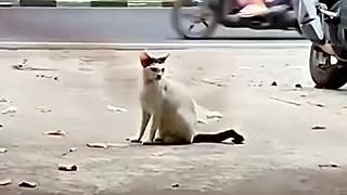 Trending: peregrine falcon vs cat #trending #animals #wildlife #cat #birds #falc
