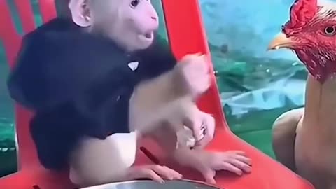 funny animal vedios